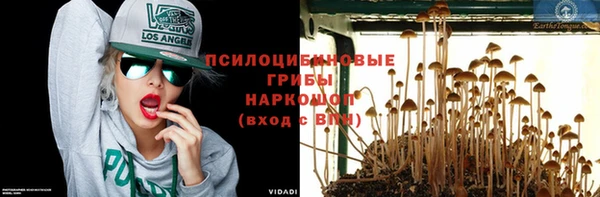 прущие грибы Аркадак